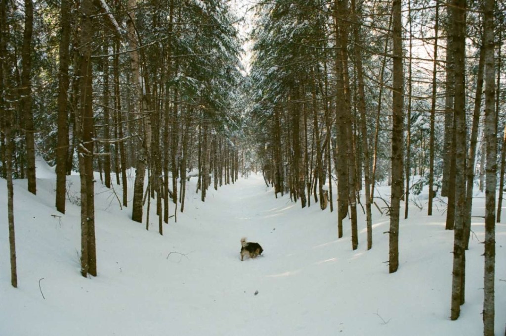 On Film: Winter, Winter, Winter! Snow, Snow,&nbsp;Snow!